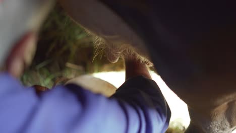 over the shoulder shot hand milking a cow