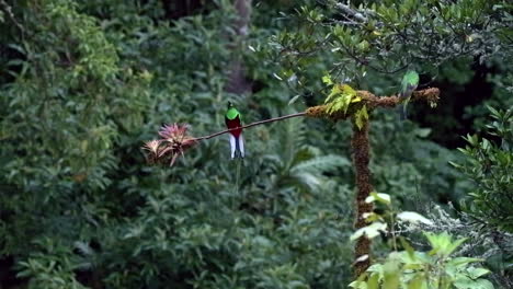 resplendent quetzal male and female perched on branch, displaying in courtship, san gerardo costa rica