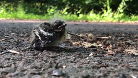 Einsames-Vogelküken,-Das-Gerade-Aus-Seinem-Nest-Gefallen-Ist