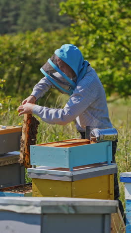 farmer examining bees on a frame. apiarist in protective hat looking at honeycomb on the apiary. many beehives on green nature background. vertical video