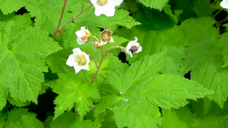 bumblebee gathering pollen from wild thimbleberry blossoms