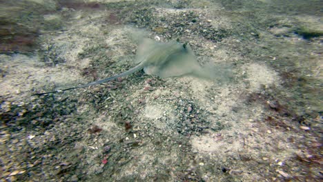 Ein-Einsamer-Blaugefleckter-Stachelrochen,-Der-Versucht,-Sich-Mit-Sand-Zu-Bedecken-Und-Sich-Auf-Dem-Grund-Des-Ozeans-Zu-Verstecken