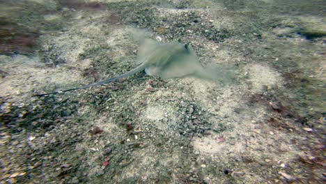 a lonely bluespotted stingray trying to cover itself with sand and hide itself at the bottom of the ocean