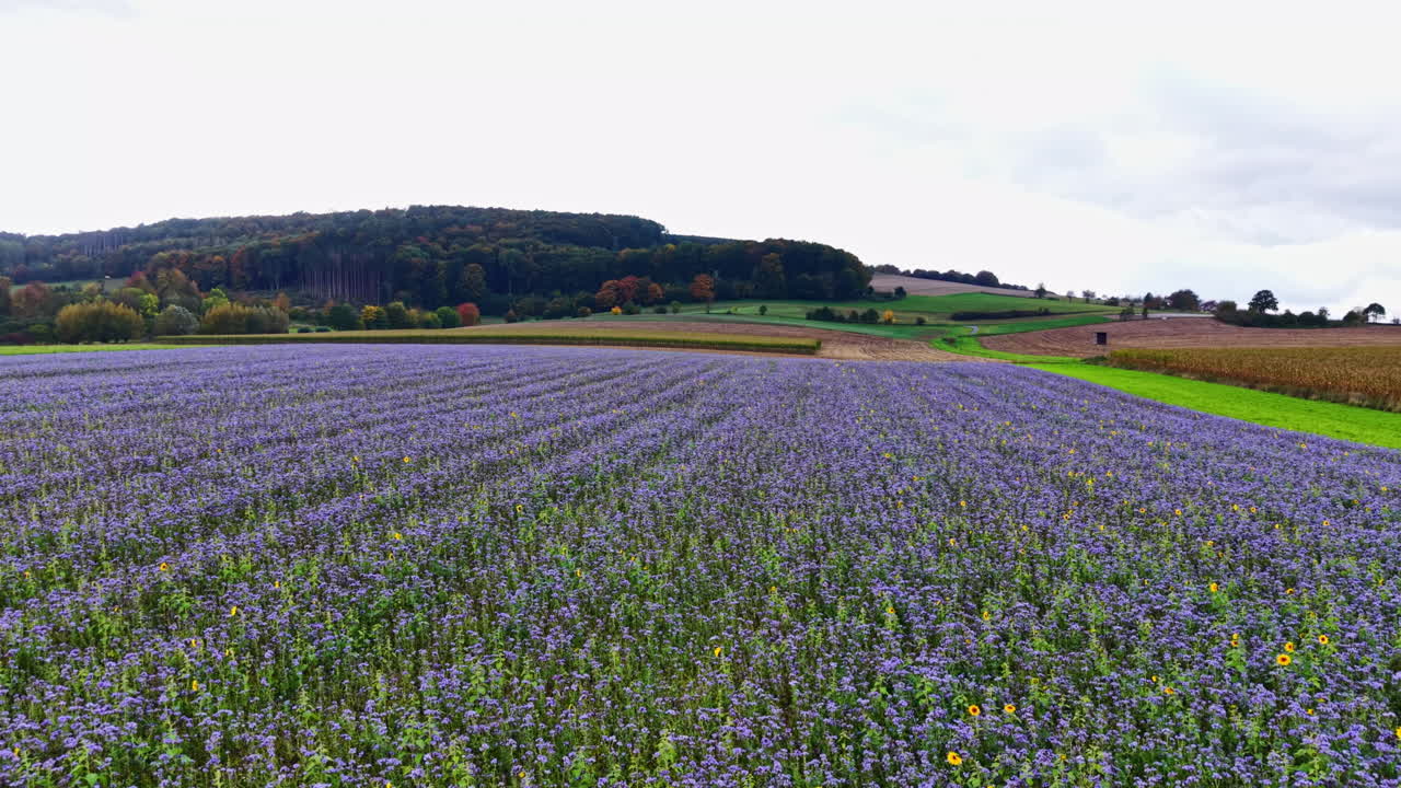 Vibrant lavender fields stretch across the landscape under a cloudy sky, showcasing nature's beauty in full bloom during late summer