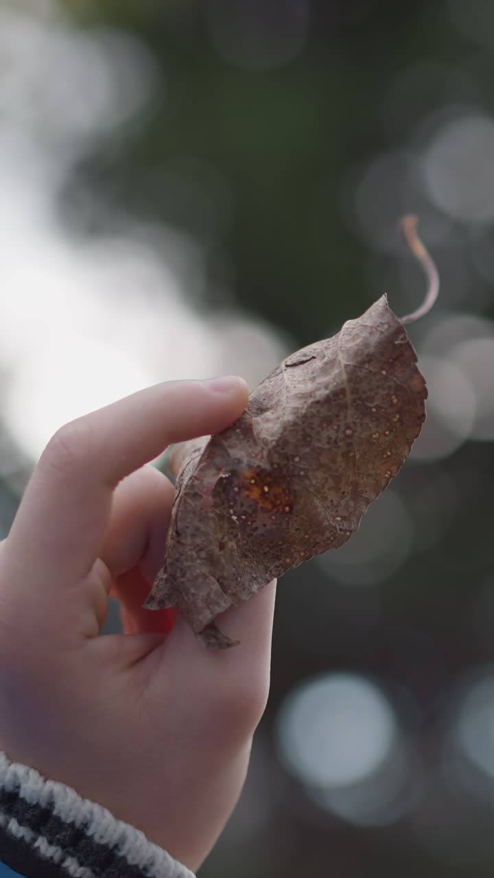 건조한, 녹은 잎을 들고 있는 손의 클로즈업, 그것을 사려 깊게 관찰하고, 활기찬 초록색의 흐릿한 배경과 잎을 통해 필터링하는 빛