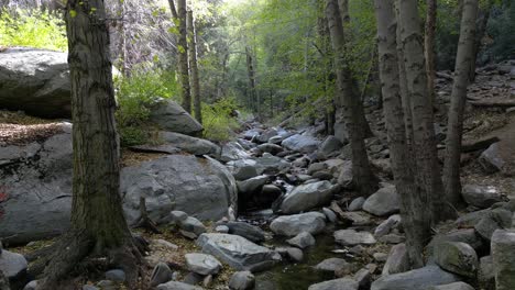 bosque pacífico y relajante con un río que fluye - movimiento lento a través de los árboles que viajan río arriba