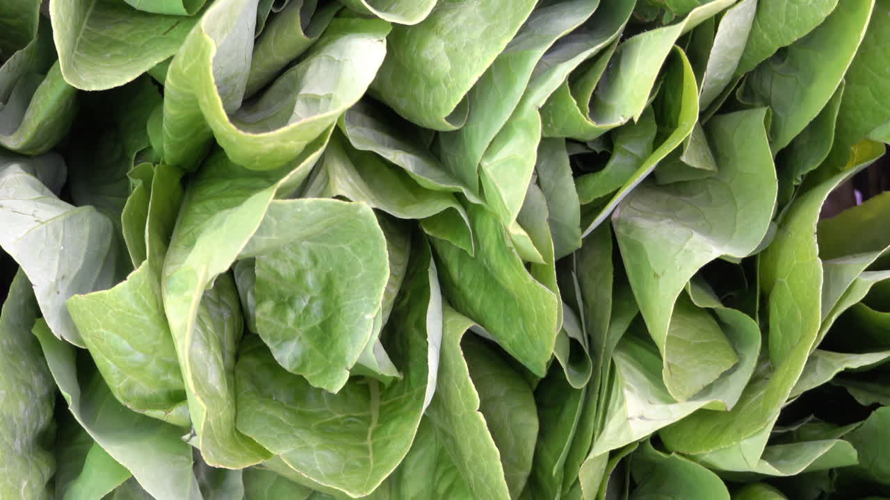 Close up of a bunch on lettuce in daylight