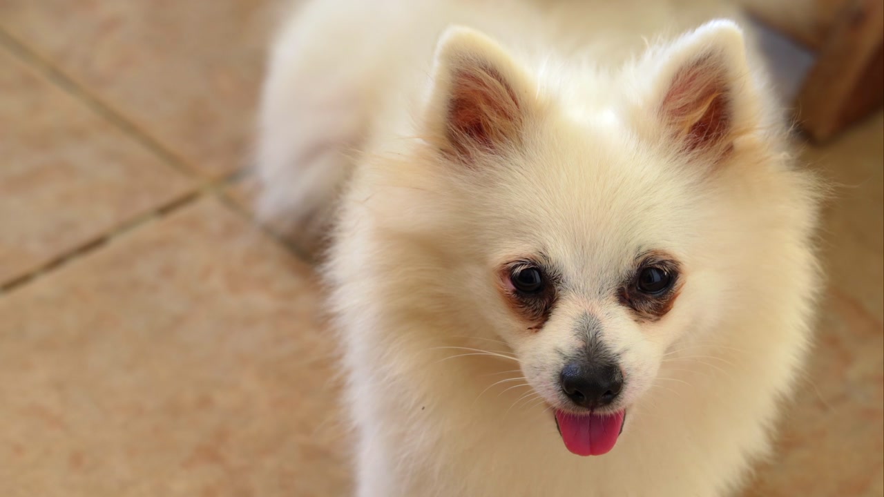 Female white Pomeranian dog sitting on the veranda floor, Mahe Seychelles 24fps