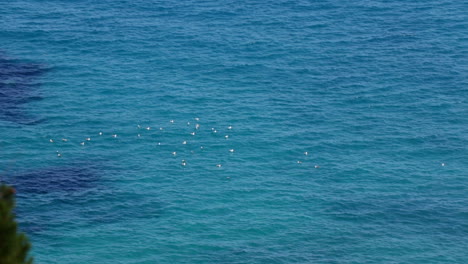 Group-of-seagulls-in-the-ocean