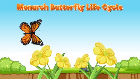 illustrates stages of monarch butterfly development