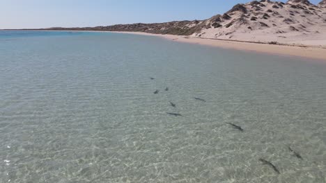 4k group of sharks close to beach danger risk wildlife aerial shot 60fps slow motion