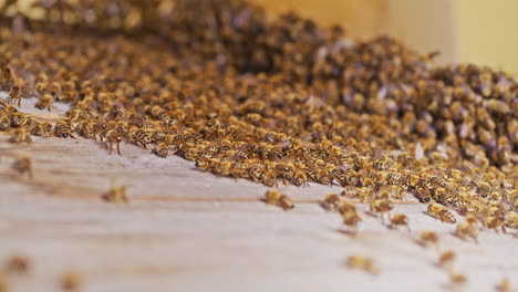 bees entering hive in swarm