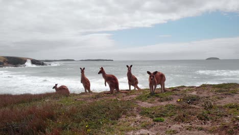 vista aérea de drones de canguros rojos, en emerald beach, en australia - osphranter rufus