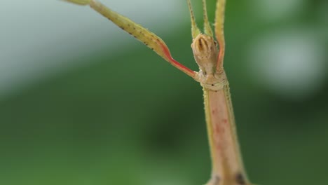 stick insect medauroidea extradentata, family phasmatidae