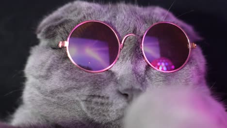 disco cat in trendy glasses in neon light the cat is dancing on a purple background disco cat in trendy glasses in neon light the cat is dancing on a purple background slow motion