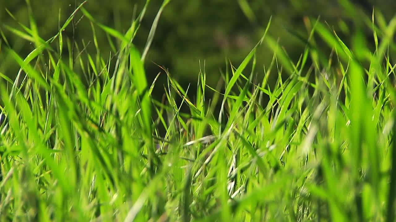 briznas de hierba ondeando en la brisa