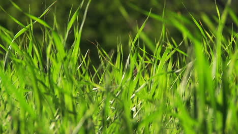 Blades-of-grass-waving-in-a-breeze-