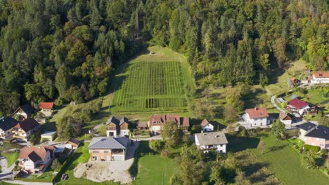 Grüner-Weinberg-Umgeben-Von-Wald,-Sittersdorf,-österreich