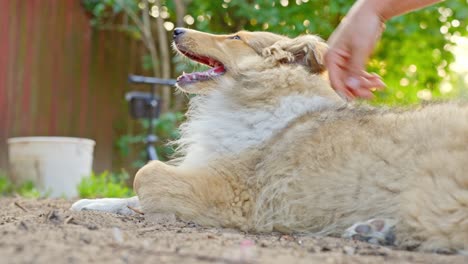 un cachorro de collie áspero. un lindo perro de familia