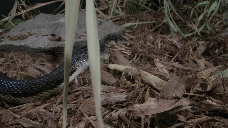 Zwarte rattenslang, groot Noord-Amerikaans reptiel
