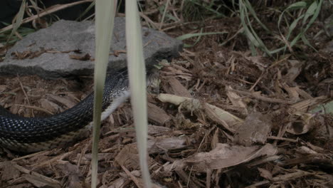 serpiente rata negra grande reptil norteamericano