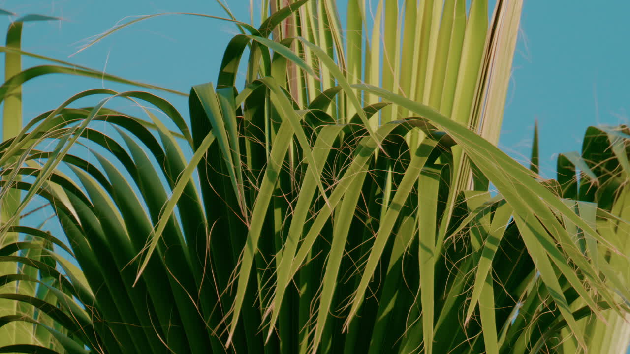 Vibrant green palm leaves sway gently in the breeze under a cloudless blue sky