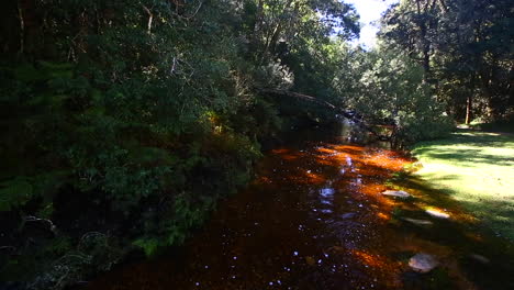 the soft quiet steams that run through the knysna forest goudveld section