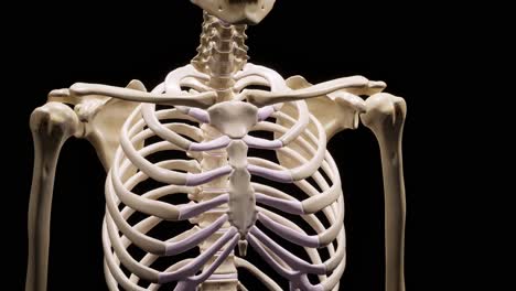 detailed human skeleton. 3d animation.