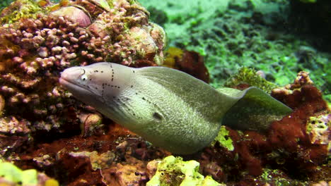 juvenile peppered moray eel with characteristic face pattern consisting of several rows and circles of dark dots