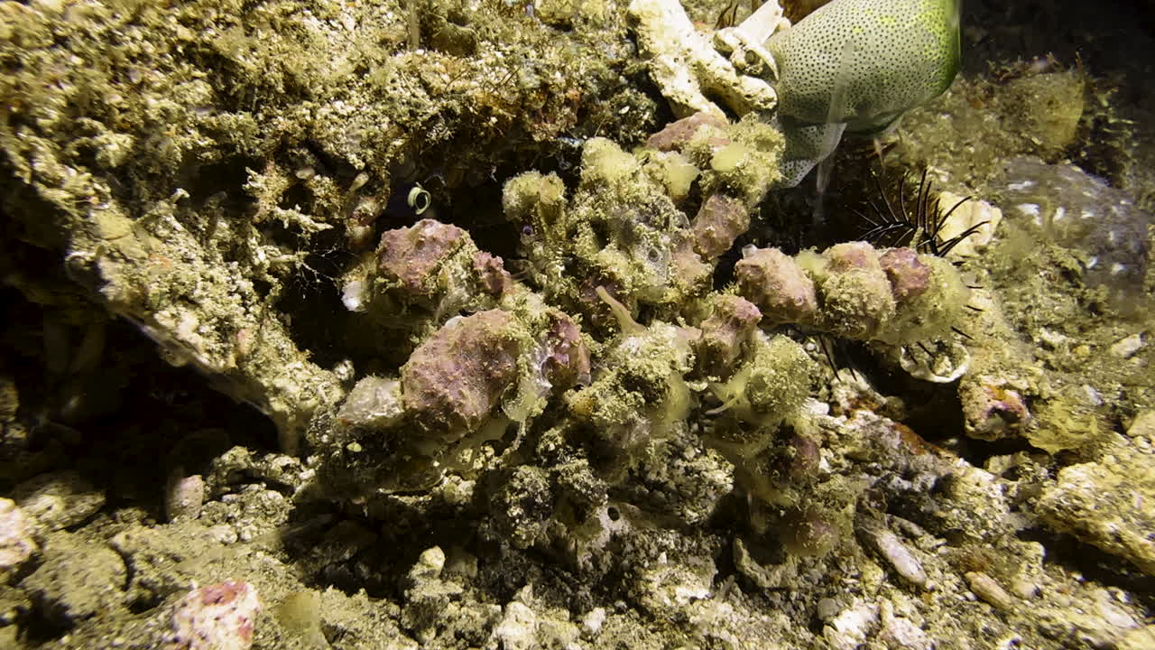 A blunt decorator crab is barely visible next to a coral block because it is perfectly camouflaged. Its entire body is covered with sponges and other marine life. The crab slowly begins to move