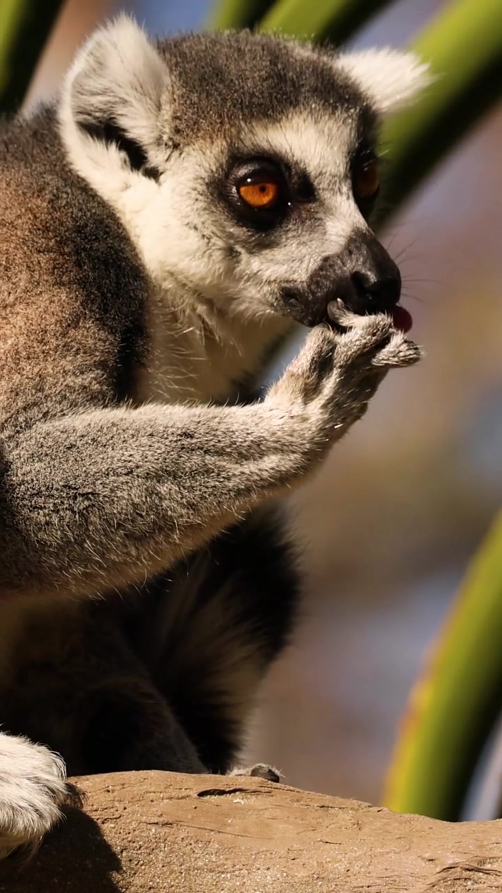 Um lêmure-de-cauda-anelada sentado em um galho, comendo cuidadosamente a comida segurada em suas patas.