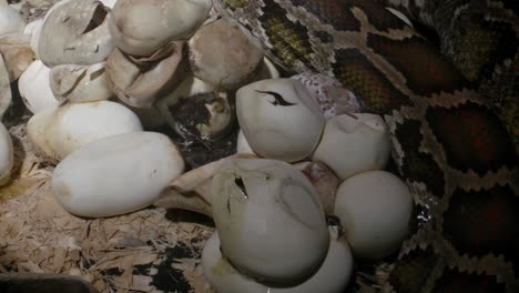 snake slithering past clutch of hatching eggs python