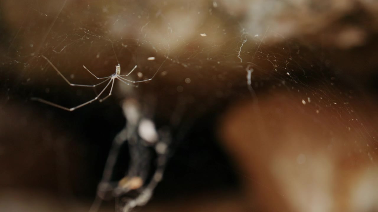 Close up of a small spider suspended on a delicate web between natural rocks