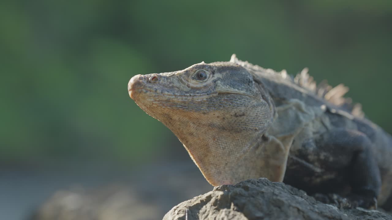 Wild Black Iguana with spiny back crawling on rock