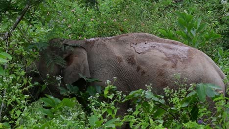 亞洲大象 (asian elephant) 是一個臨滅絕的物種,它們也生活在泰國