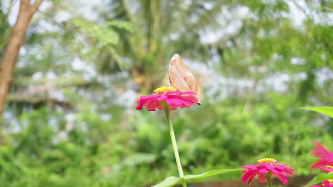 덤불 배경에 붉은 꽃에 앉아 있는 갈색 나비