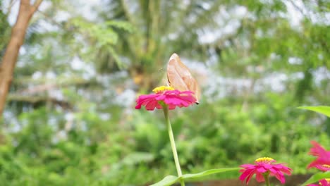 Mariposa-Marrón-Posada-Sobre-Una-Flor-Roja-Sobre-Un-Fondo-De-Arbustos