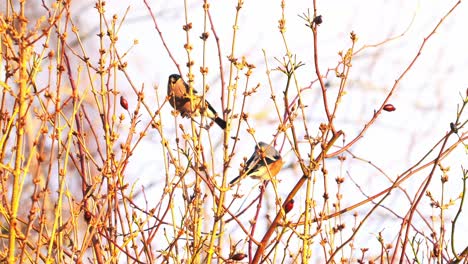 los pinzones se deleitan en deleitarse con las bayas de la naturaleza en medio de un follaje exuberante