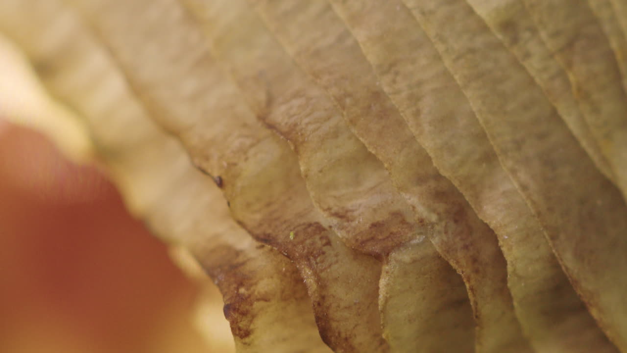 Macro shot of the slats of a yellow mushroom with shallow depth of field