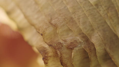 Macro-shot-of-the-slats-of-a-yellow-mushroom-with-shallow-depth-of-field