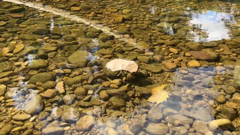 Fallblatt,-Das-An-Einem-Kühlen-Sonnigen-Herbsttag-Stromabwärts-Schwimmt