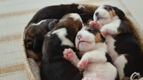 several newborn beagle puppies sleep in a basket