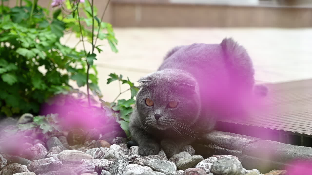A beautiful gray cat with bright amber eyes sitting in a lush garden