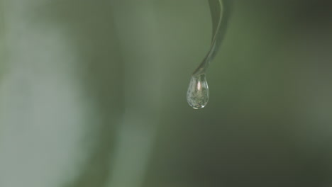 water droplet on a leaf