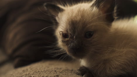 sleepy siamese kitten resting on a couch, close up shot
