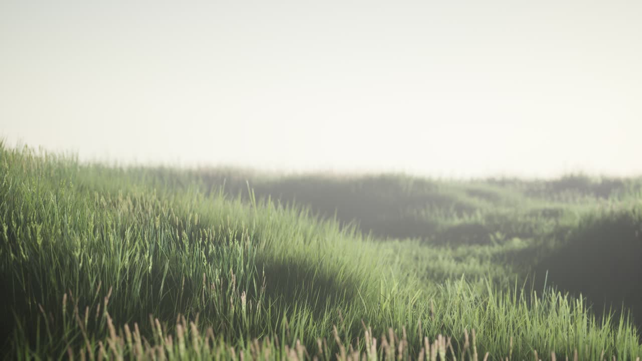 campo verde con hierba alta en la madrugada con niebla