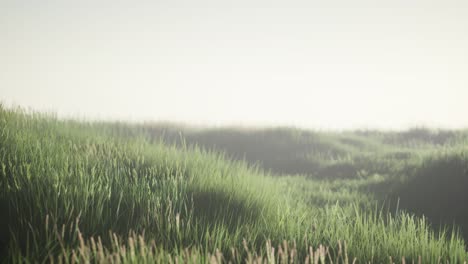 green field with tall grass in the early morning with fog