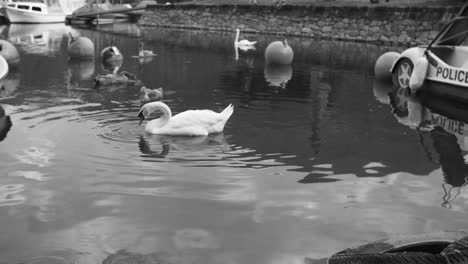 swan dipping its head underwater in a calm harbor with cygnets nearby, in black and white