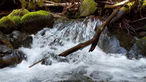 Agua-Que-Fluye-Sobre-Rocas-Cubiertas-De-Musgo-En-El-Bosque-Del-Bosque-Nacional-Olímpico