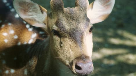 4K-Cinematic-slow-motion-wildlife-nature-footage-of-a-spotted-deer-from-up-close-in-the-middle-of-the-jungle-in-the-mountains-of-Phuket,-Thailand-on-a-sunny-day